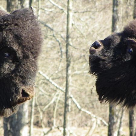 두시에르 Parc Animalier Du Herisson 빌라 외부 사진