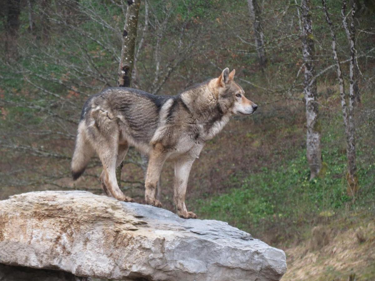 두시에르 Parc Animalier Du Herisson 빌라 외부 사진