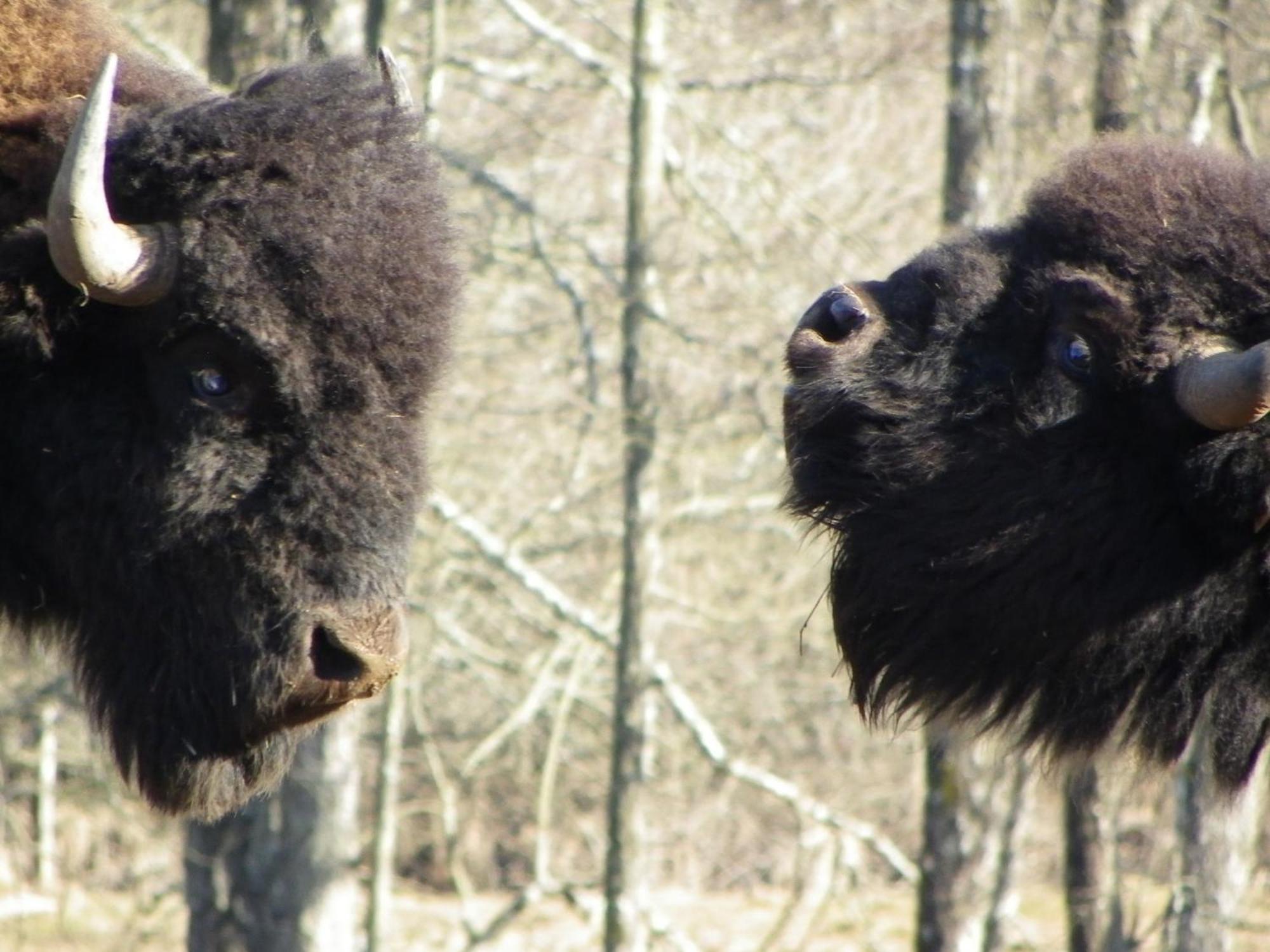 두시에르 Parc Animalier Du Herisson 빌라 외부 사진