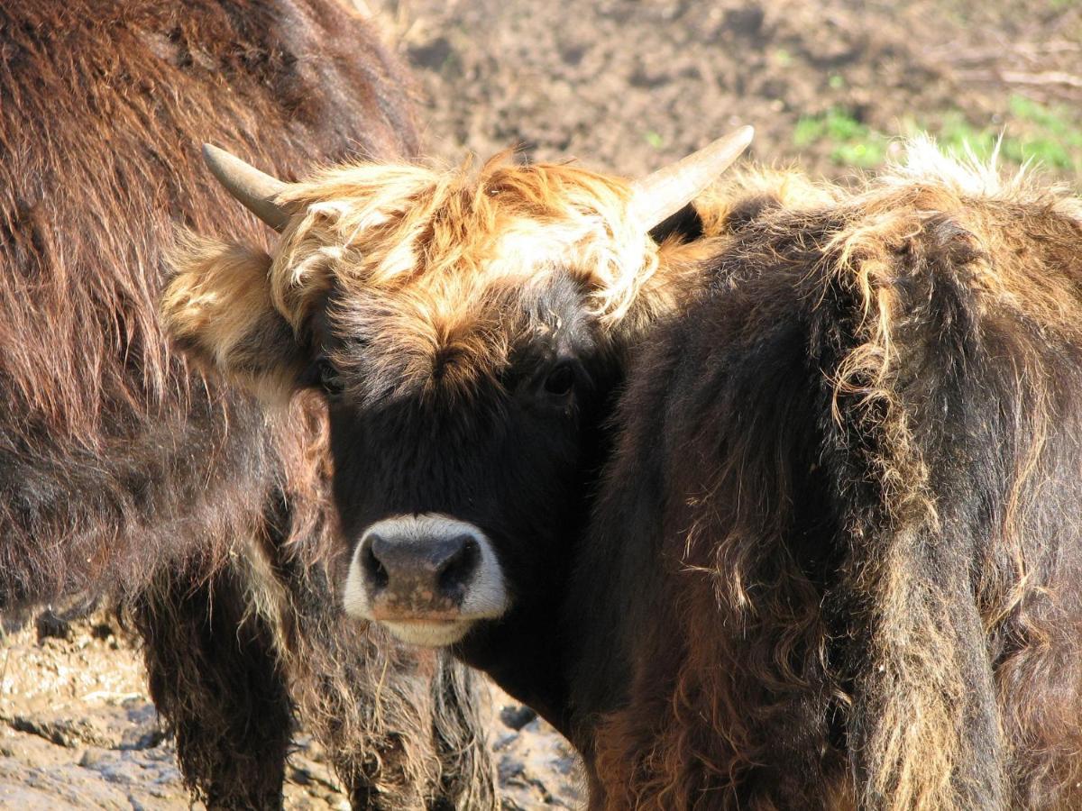 두시에르 Parc Animalier Du Herisson 빌라 외부 사진