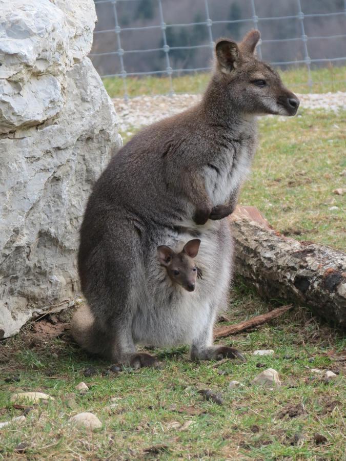 두시에르 Parc Animalier Du Herisson 빌라 외부 사진