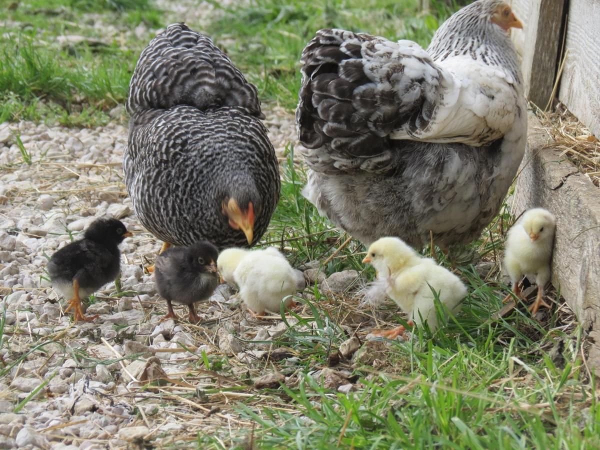 두시에르 Parc Animalier Du Herisson 빌라 외부 사진